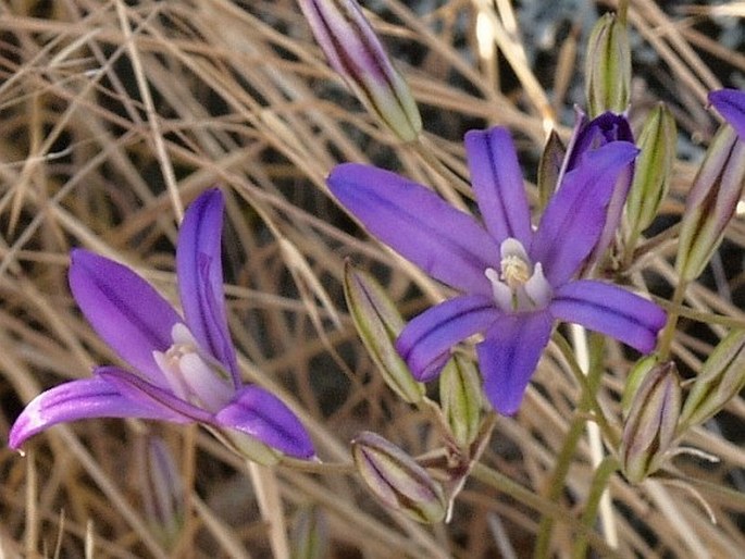 BRODIAEA CORONARIA (Salisb.) Jeps.