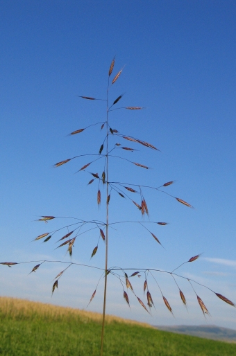 Bromus arvensis