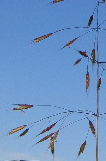 Bromus arvensis