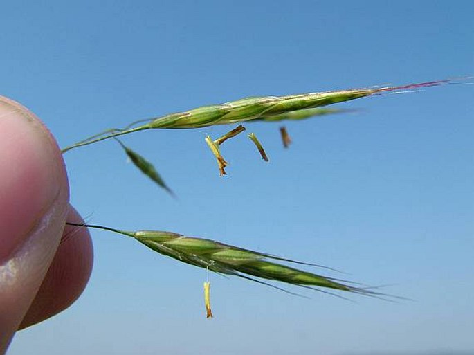 Bromus arvensis