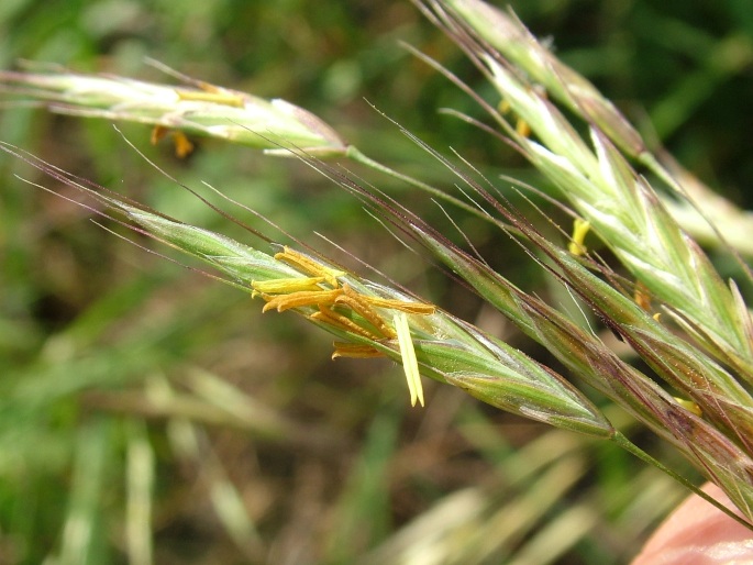 Bromus arvensis