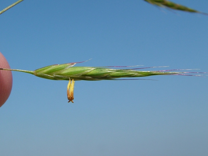 BROMUS ARVENSIS L. – sveřep rolní / stoklas roľný