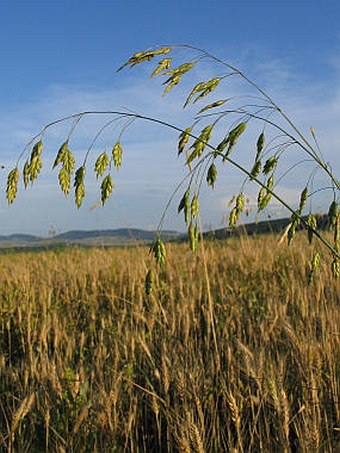 Bromus secalinus