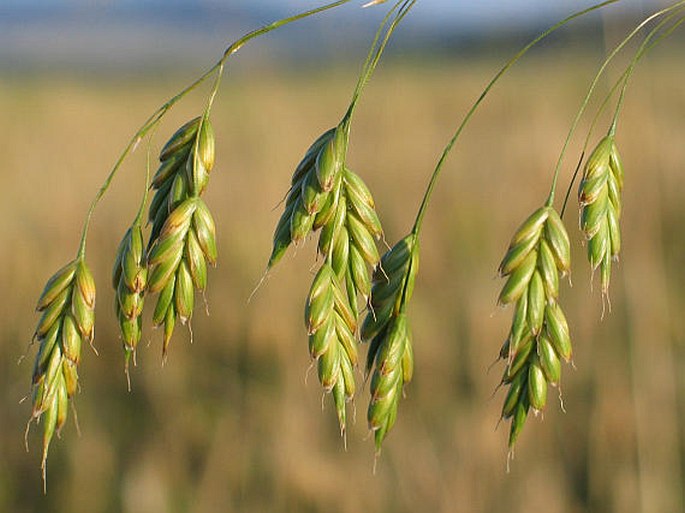 Bromus — Wikipédia