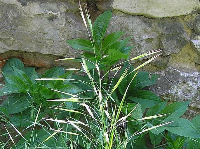 BROMUS STERILIS L. – sveřep jalový / stoklas jalový