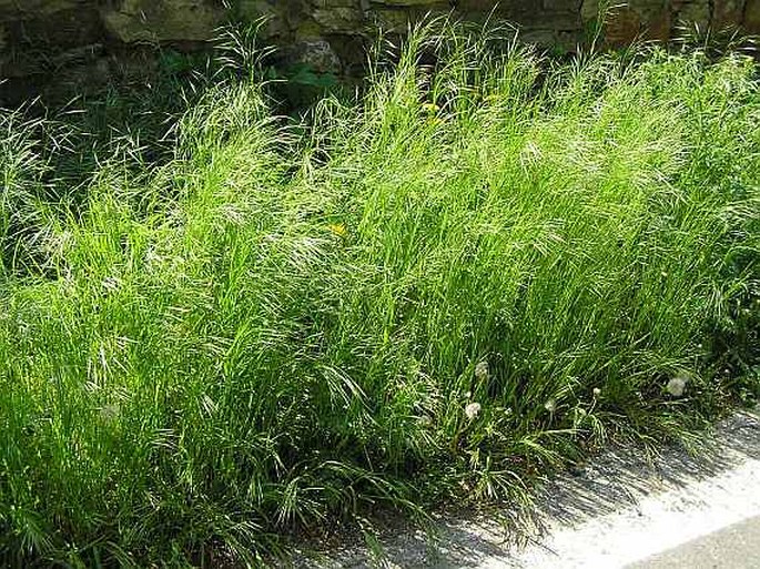 Bromus sterilis