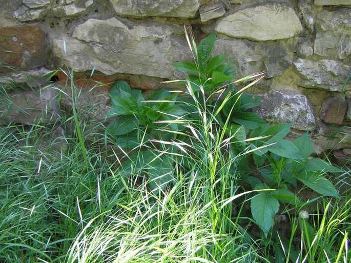 Bromus sterilis