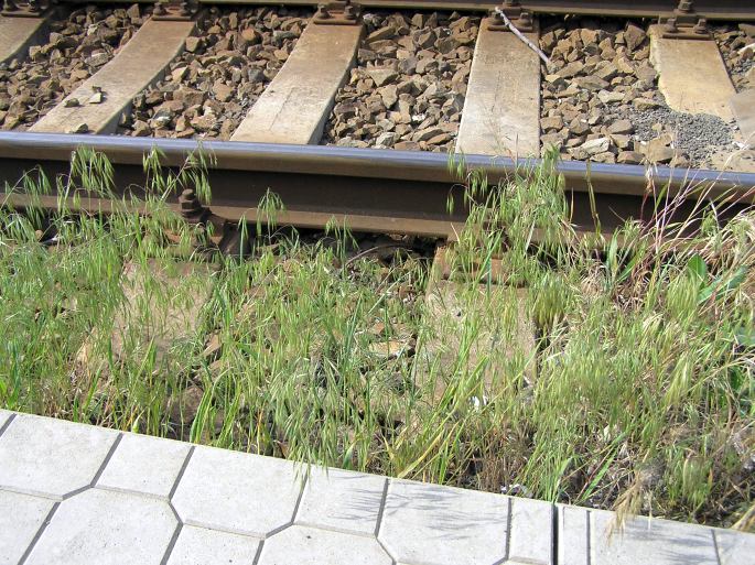 Bromus tectorum