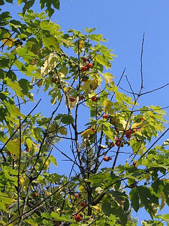 Broussonetia papyrifera