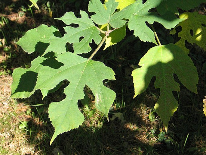 Broussonetia papyrifera