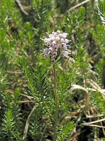 Erica spiculifolia