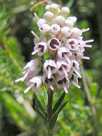 Erica spiculifolia