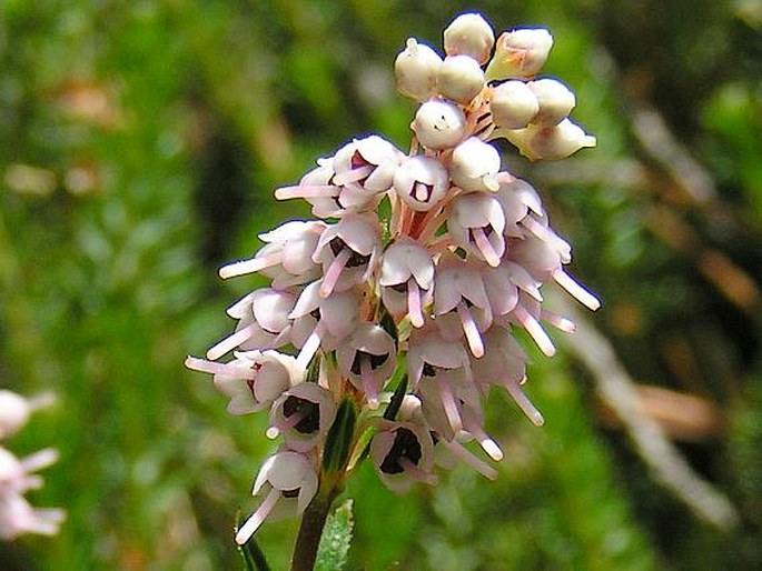 ERICA SPICULIFOLIA Salisb. – vřesovec / vresovec