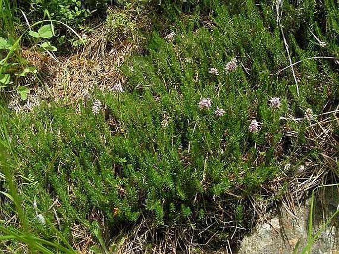 Erica spiculifolia