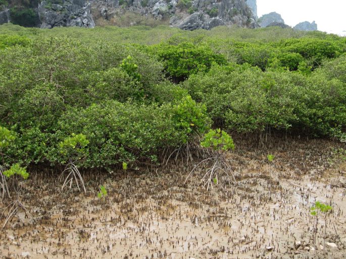 Bruguiera gymnorhiza