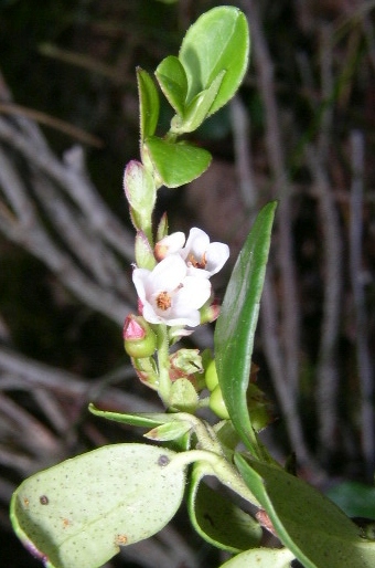 Vaccinium vitis-idaea