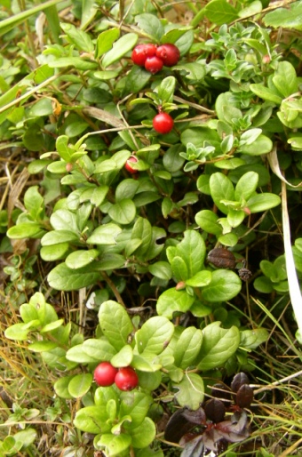 Vaccinium vitis-idaea