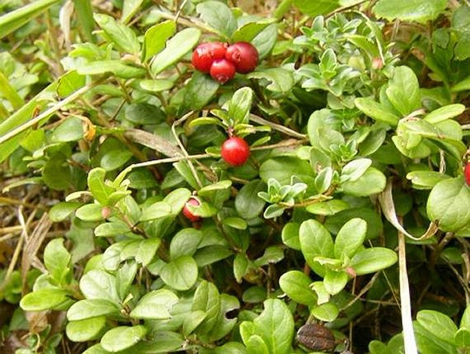 VACCINIUM VITIS-IDAEA L. – brusinka (brusnice brusinka) / brusnica obyčajná