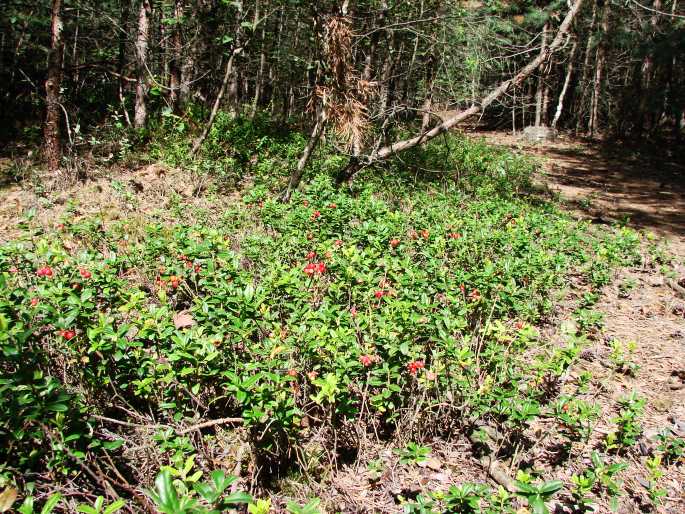 Vaccinium vitis-idaea