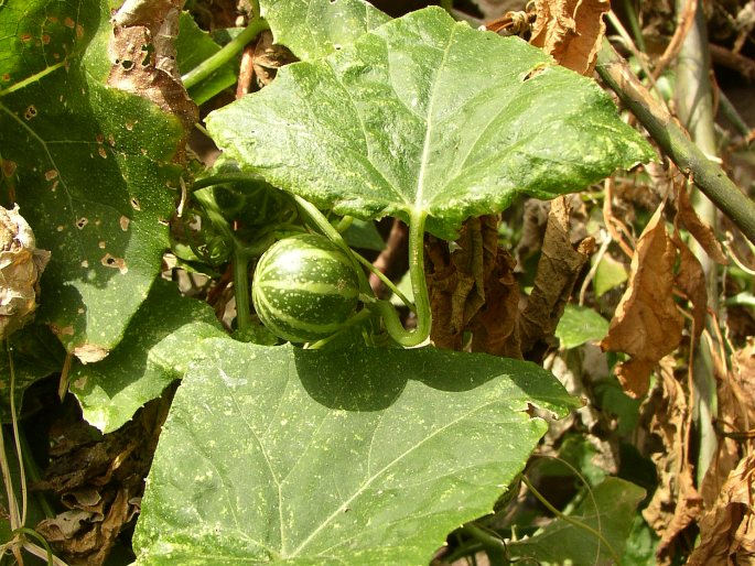 Bryonia verrucosa