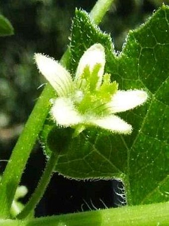 Bryonia dioica