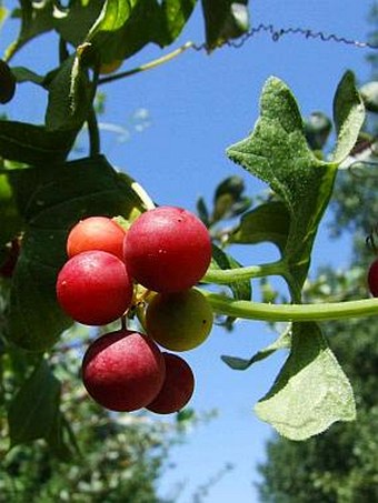 Bryonia dioica