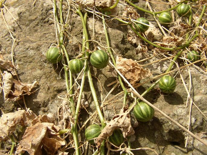 Bryonia verrucosa