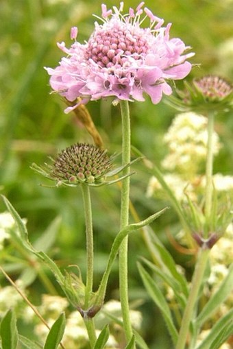 Scabiosa lucida lucida