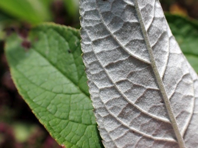 Buddleja davidii