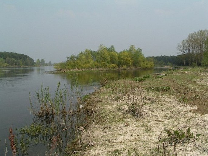 Polsko, Podlaski Przełom Bugu – park krajobrazowy