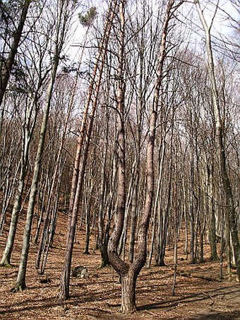 Fagus sylvatica