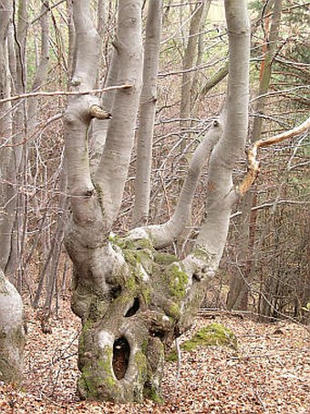 Fagus sylvatica