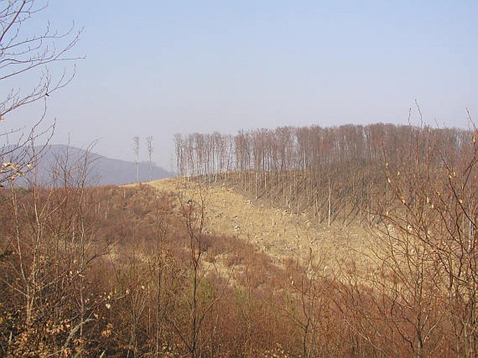 Fagus sylvatica