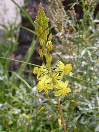 Bulbine frutescens