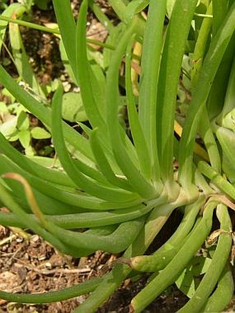 Bulbine frutescens