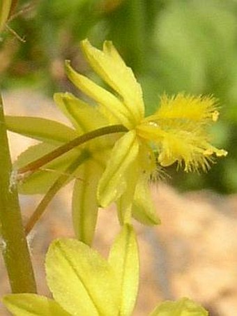 Bulbine frutescens