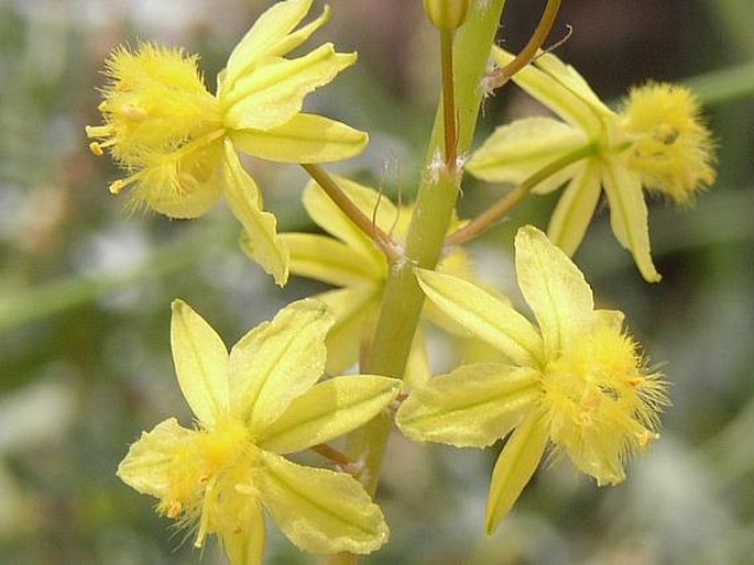 BULBINE FRUTESCENS (L.) Willd.