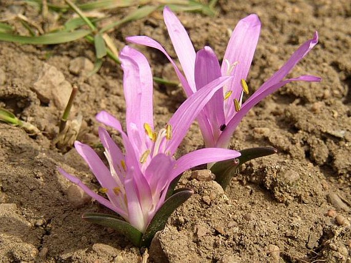 Bulbocodium vernum