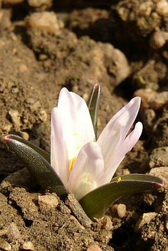 Bulbocodium vernum