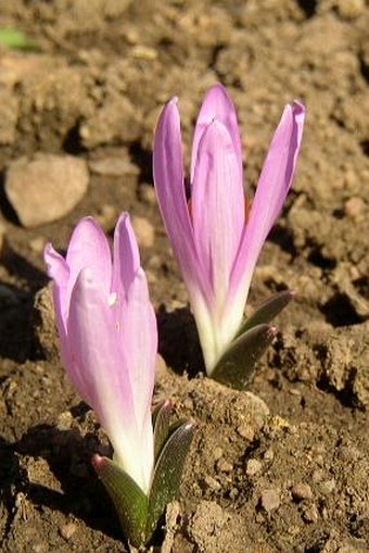 Bulbocodium vernum