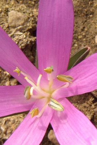 Bulbocodium vernum