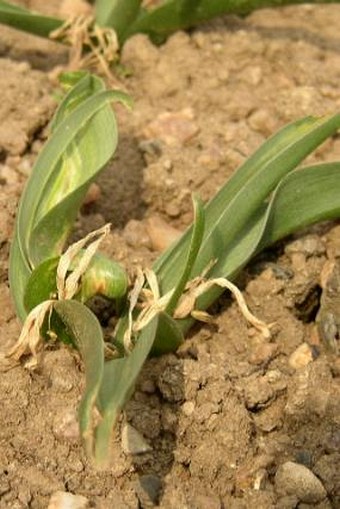 Bulbocodium vernum