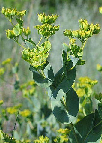 Bupleurum rotundifolium