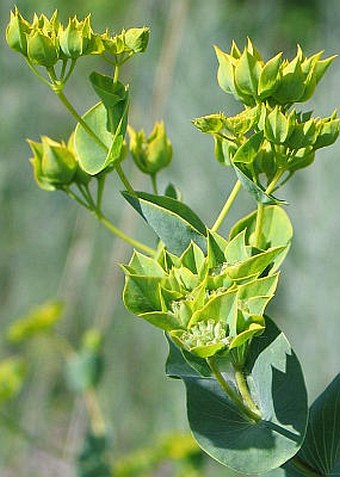 Bupleurum rotundifolium