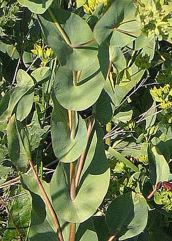 Bupleurum rotundifolium