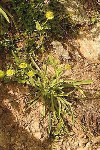 Bupleurum stellatum