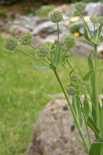 Bupleurum stellatum