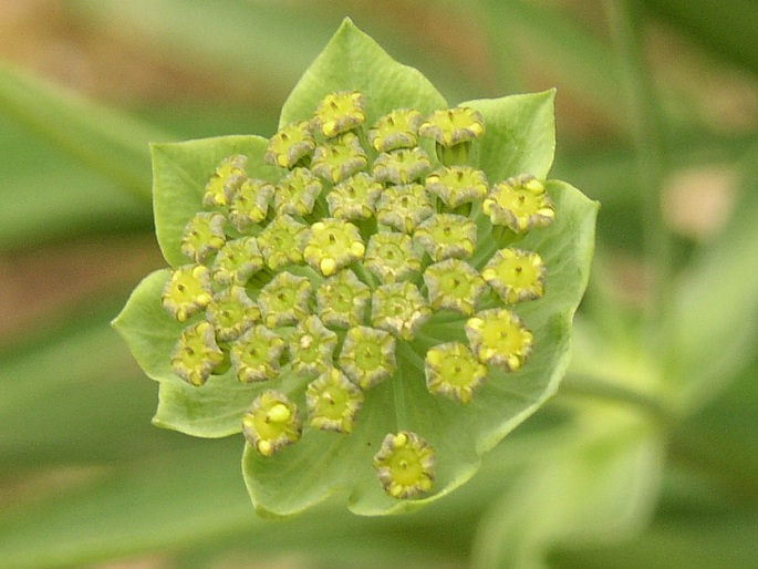 Bupleurum stellatum