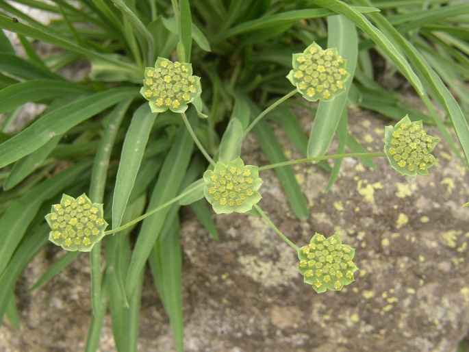 Bupleurum stellatum