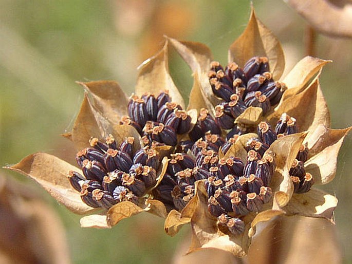 Bupleurum rotundifolium